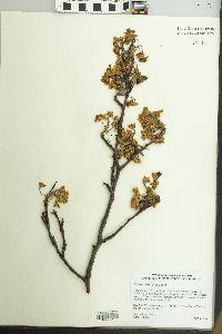 Pyrus calleryana image