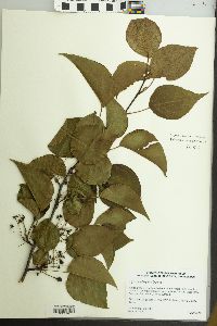 Pyrus calleryana image