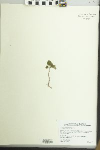 Pyrus calleryana image