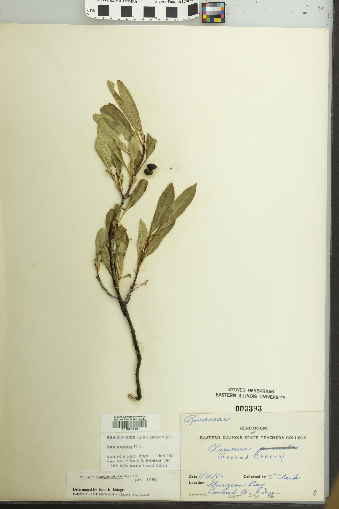 Prunus susquehanae image