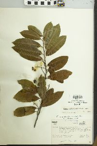 Prunus caroliniana image