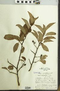 Prunus tucumanensis image