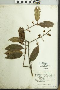 Prunus tucumanensis image