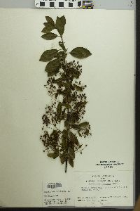 Pyracantha coccinea image