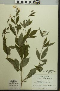 Gillenia trifoliata image