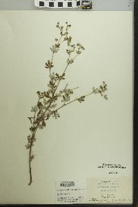 Potentilla argentea image