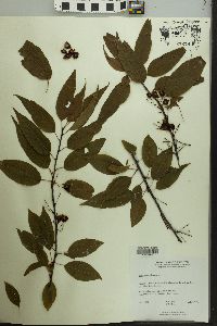 Prunus pensylvanica image