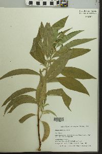 Prunus persica image