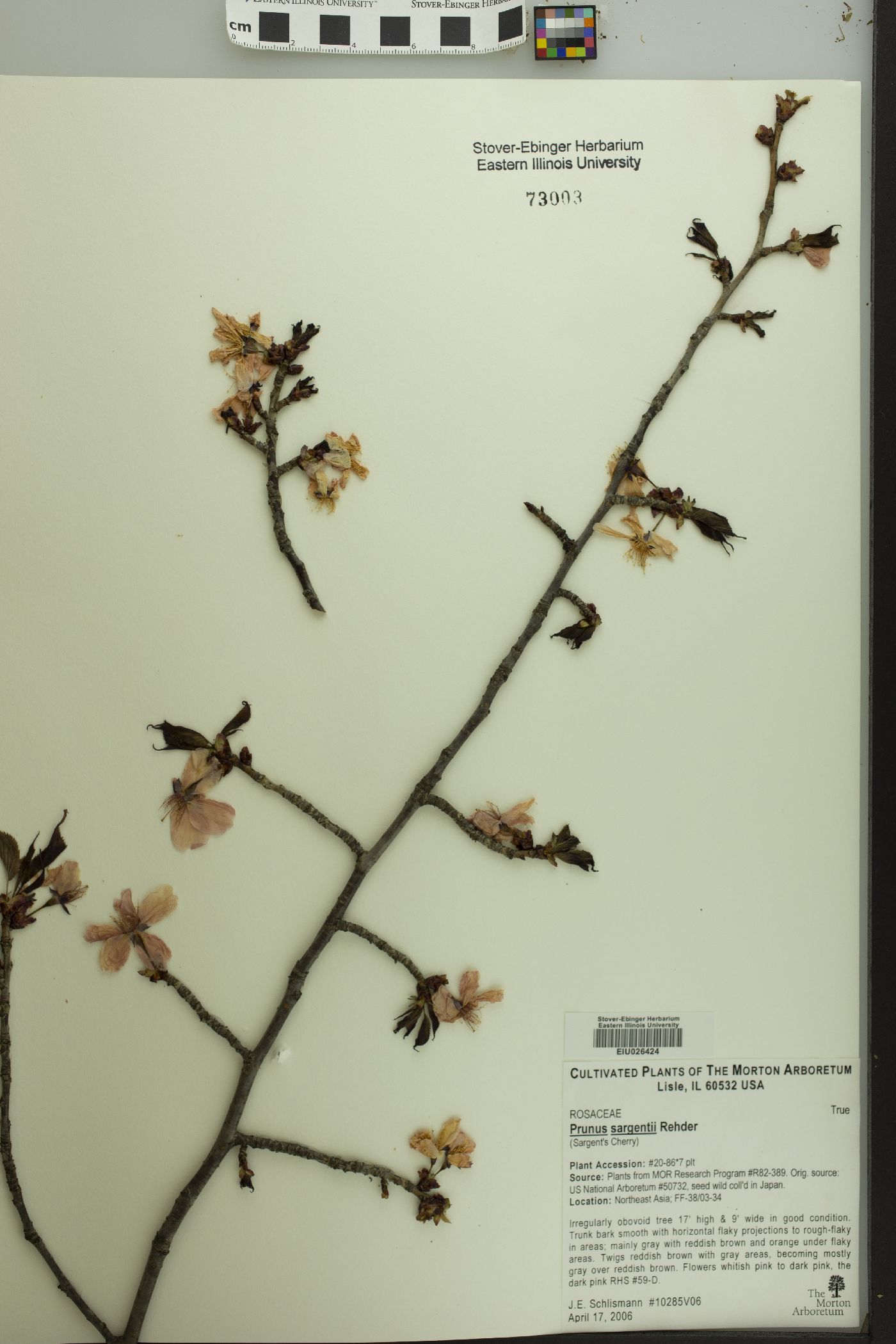 Prunus sargentii image