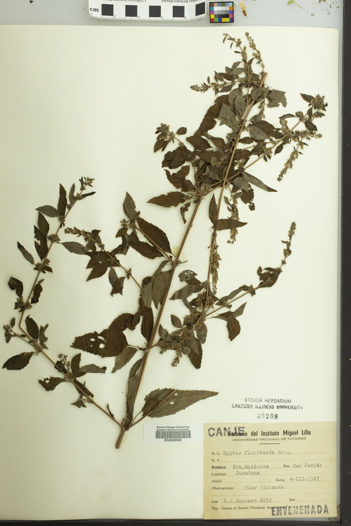 Hyptis floribunda image