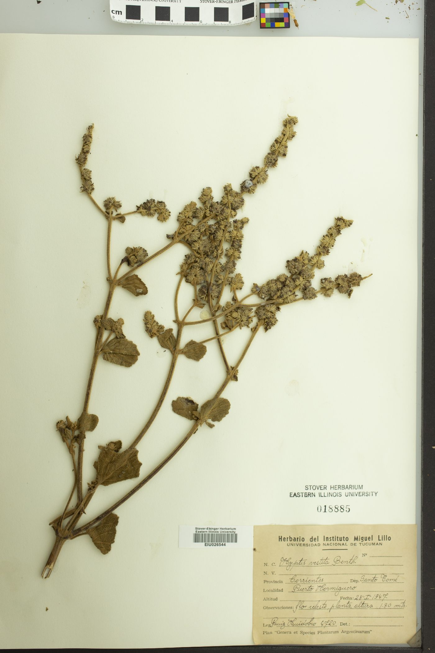 Cantinoa althaeifolia image