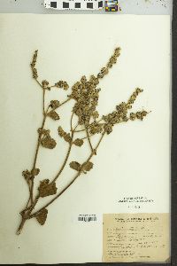 Image of Cantinoa althaeifolia