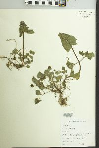 Lamium purpureum image