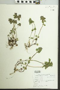 Lamium purpureum image