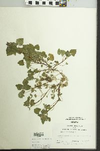 Lamium purpureum image