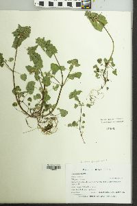 Lamium purpureum image