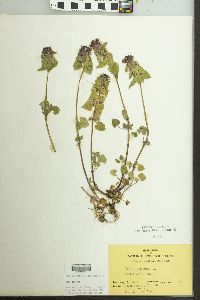 Lamium purpureum image