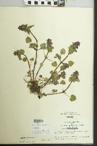 Lamium purpureum image