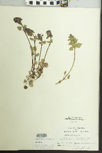 Lamium purpureum image