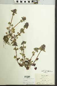 Lamium purpureum image