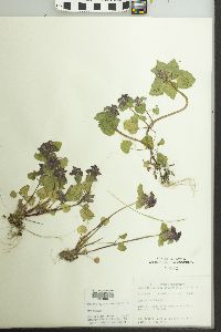 Lamium purpureum image