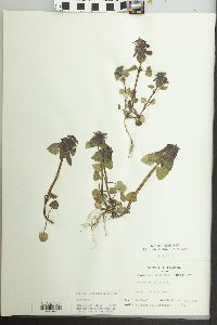 Lamium purpureum image