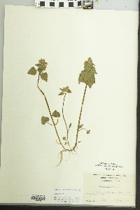 Lamium purpureum image