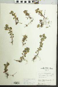 Glecoma hederacea image