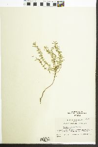 Hedeoma drummondii image