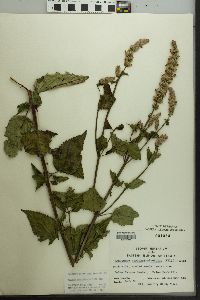 Agastache scrophulariifolia image