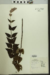 Agastache foeniculum image