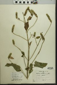 Agastache nepetoides image