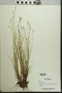 Carex echinata image