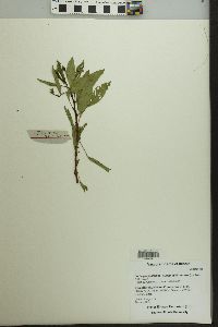 Ludwigia peploides image