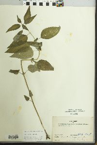 Blephilia hirsuta image