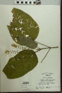 Collinsonia canadensis image