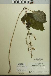 Collinsonia canadensis image