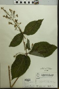 Collinsonia canadensis image