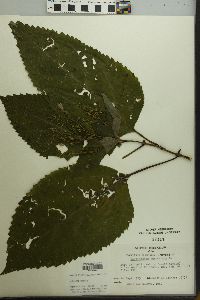 Collinsonia canadensis image