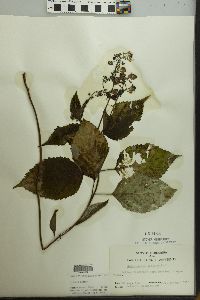 Collinsonia canadensis image