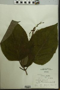 Collinsonia canadensis image