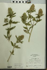 Dracocephalum parviflorum image