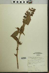 Image of Lepechinia floribunda