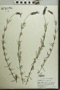 Lavandula stoechas image