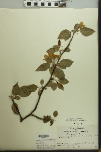 Malus pumila image