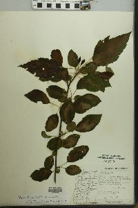 Malus fusca image