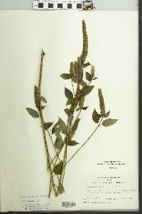 Agastache nepetoides image