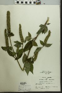 Agastache nepetoides image