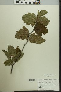 Malus ioënsis image