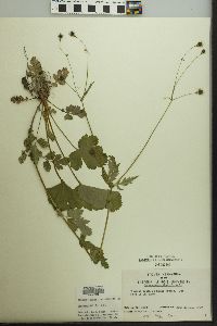 Geum vernum image